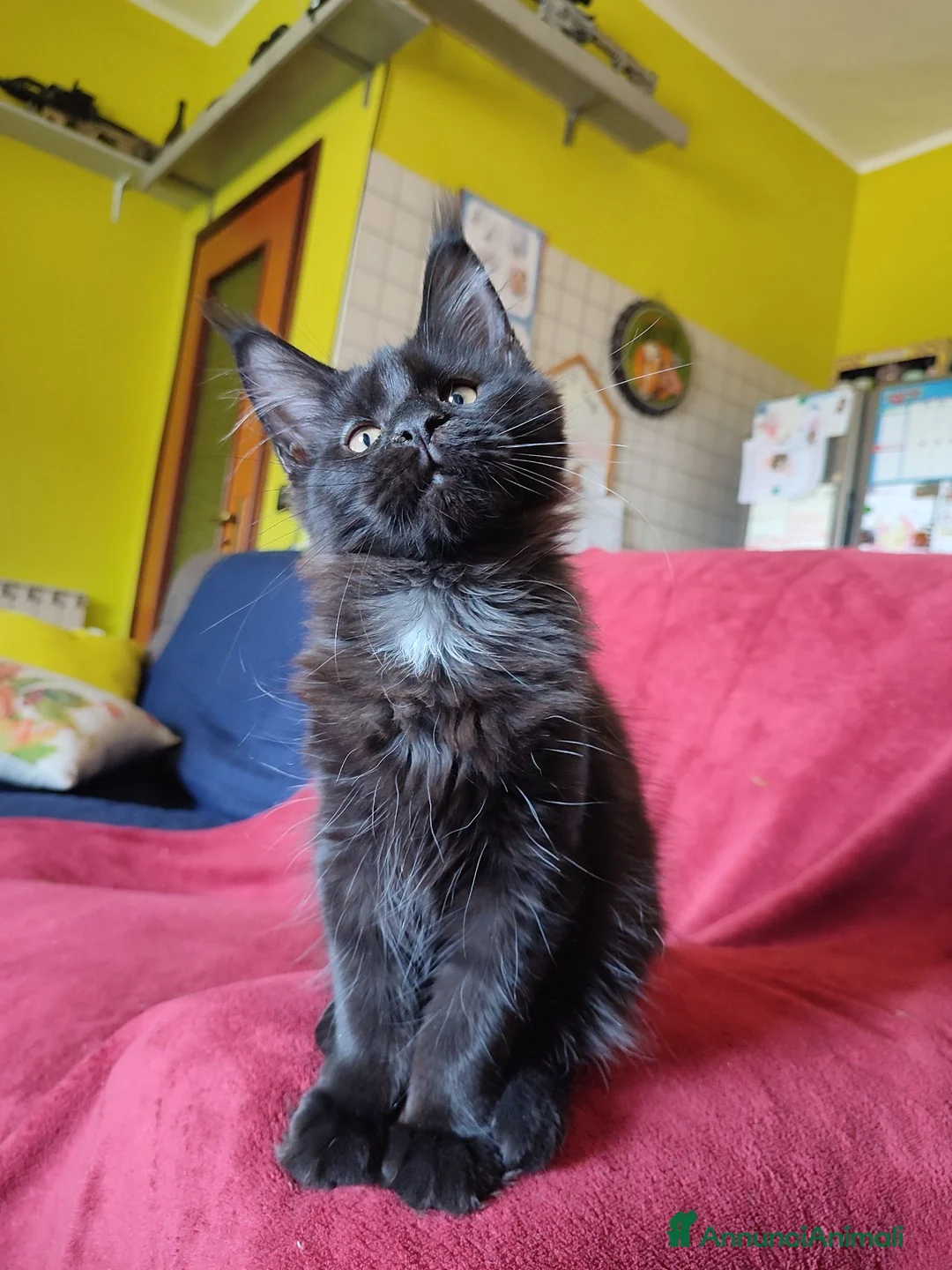 Maine Coon gatti in vendita: Gattina Maine Coon disponibile subito - Annuncio 1