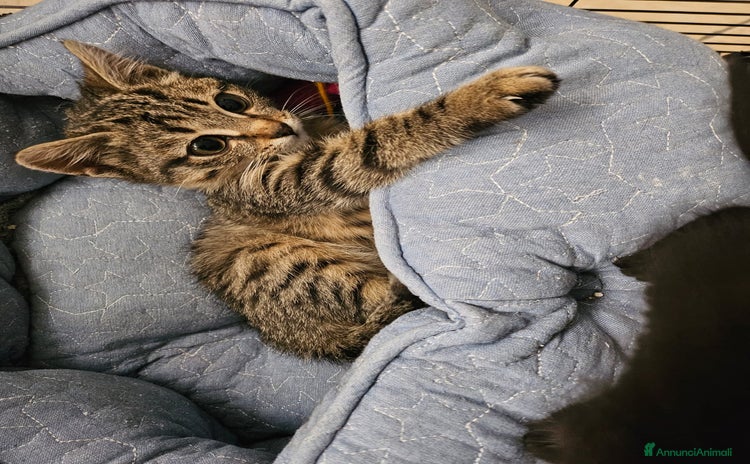 Altre razze gatti - Annuncio 1