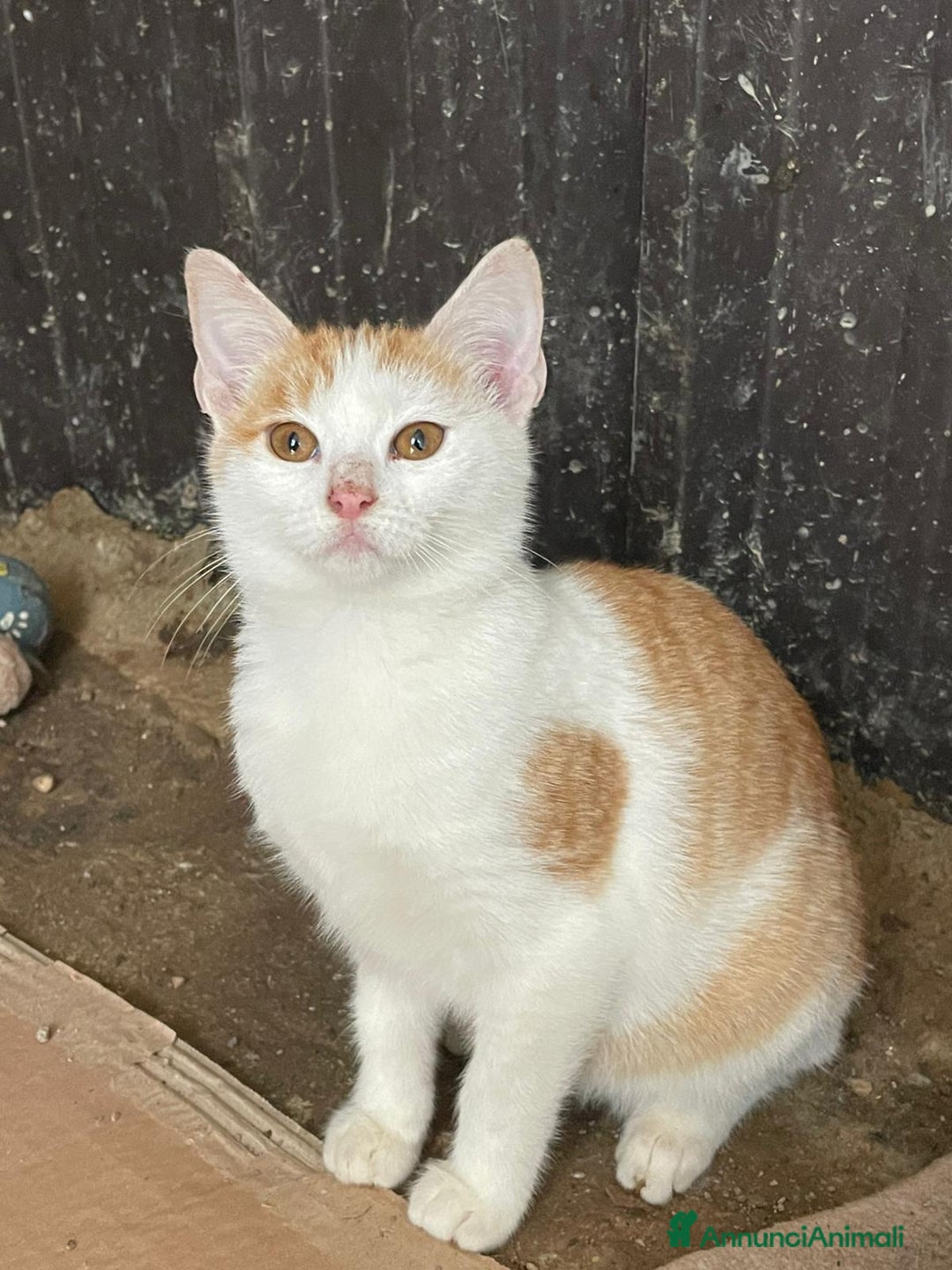 Meticcio gatti in regalo: LA SPLENDIDA KANGA - Annuncio 4