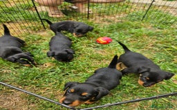 Jagdterrier cani in vendita: Jadgterrier  a Provincia di Pavia - Immagine 2