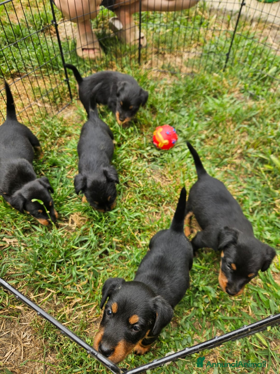 Jagdterrier cani in vendita: Jadgterrier  a Provincia di Pavia - Immagine 2