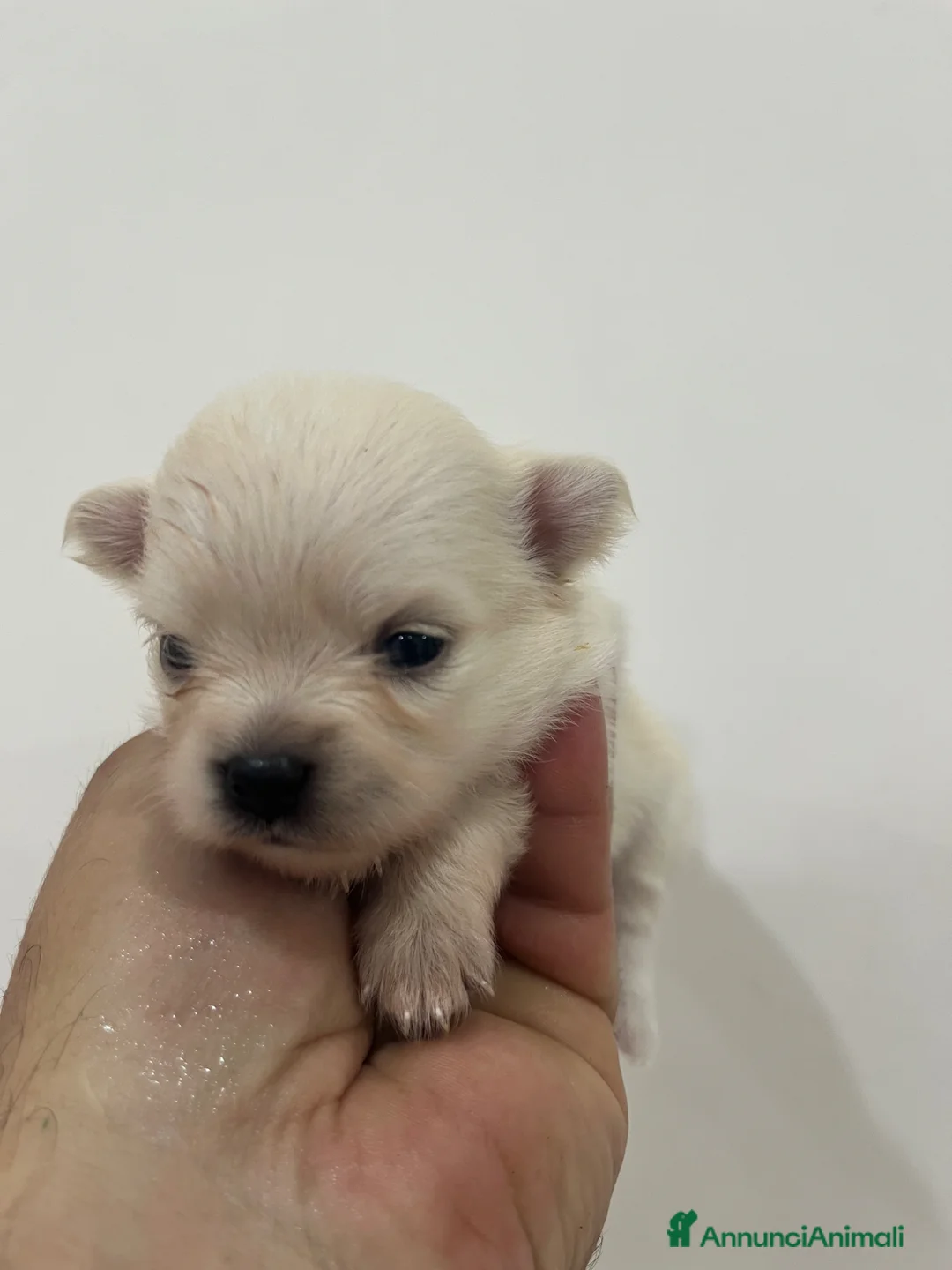 Chihuahua cani in vendita: Chihuahua  - Annuncio 7