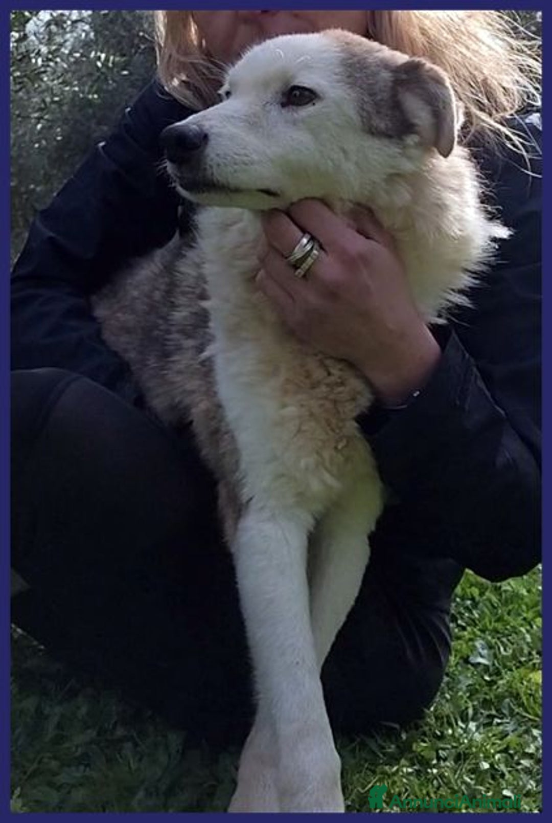 Meticcio cani in regalo: GENGIS CAN 12anni adorabile nonnino! - Annuncio 7