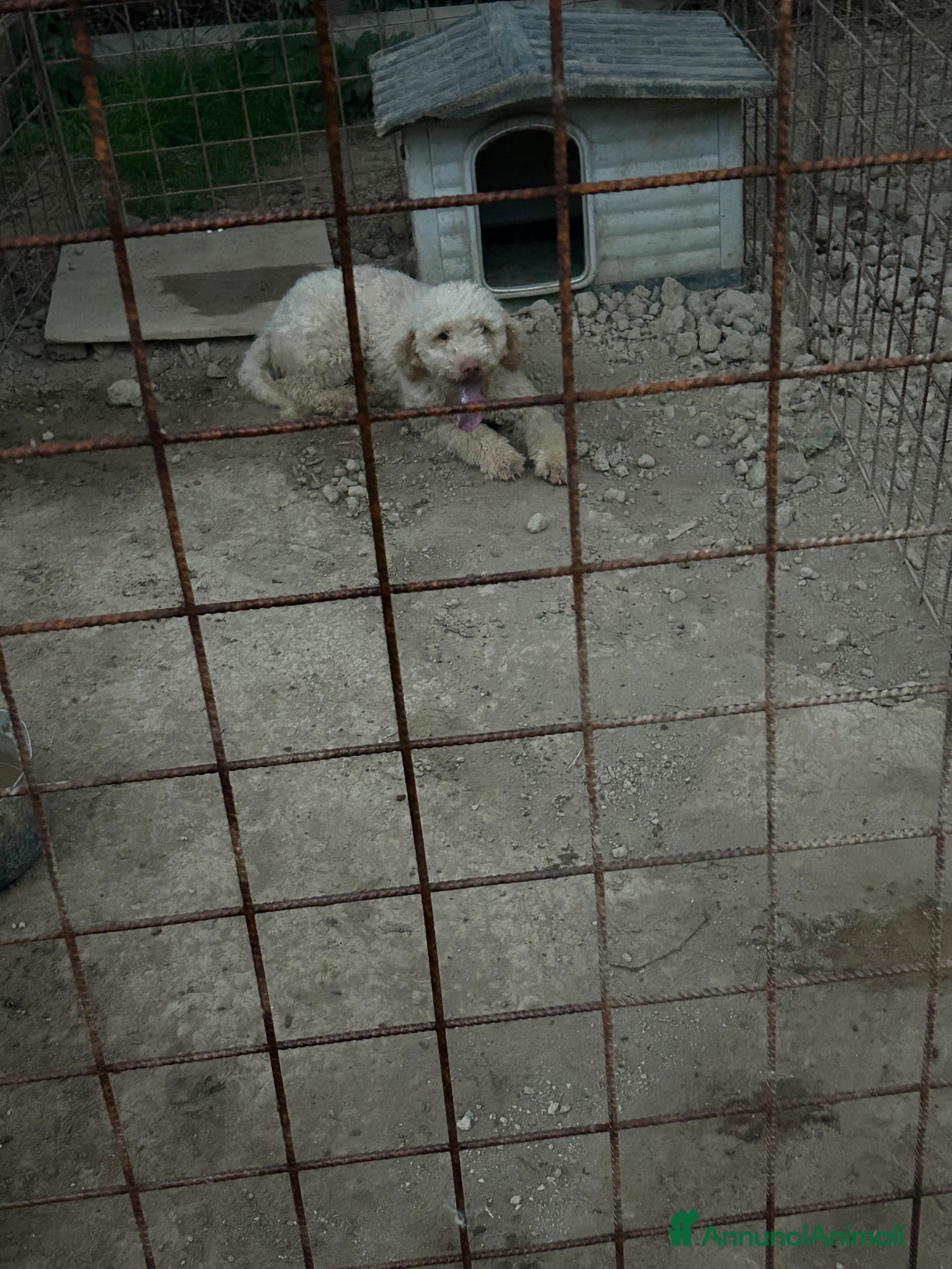 Lagotto cani Lilla - Annuncio 9