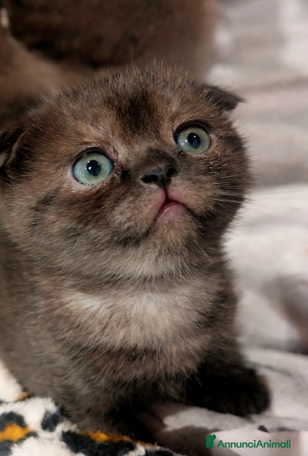 Scottish gatti in vendita: Scottish Fold  - Annuncio 1