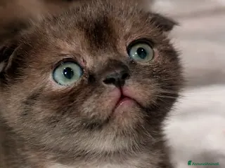 Scottish gatti Scottish Fold - Annuncio 30