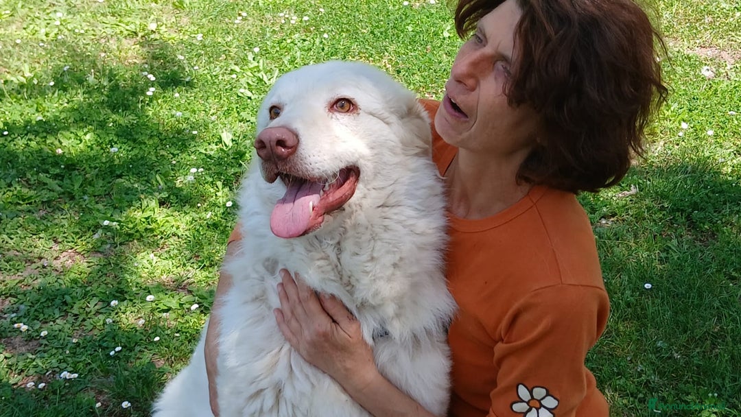 Meticcio cani in regalo: FULVIO DOLCISSIMO CUCCIOLONE IN CERCA D'AMORE - Annuncio 3