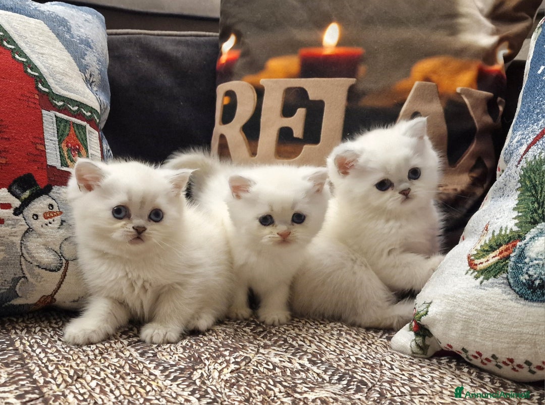 British gatti in vendita: British shorthair e longhair  - Annuncio 15