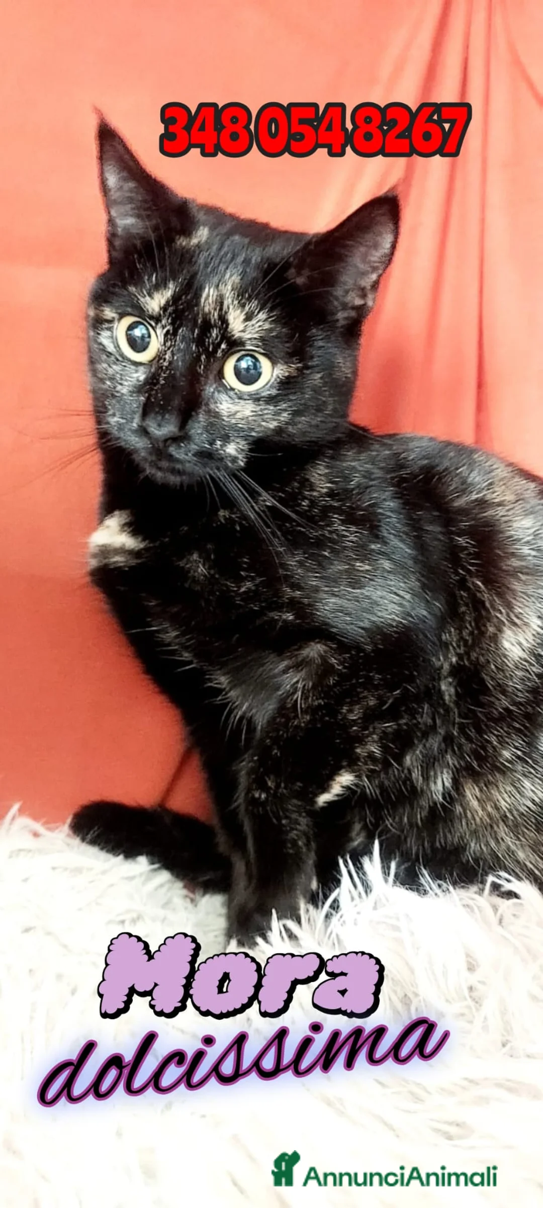 Europeo gatti in regalo: MORA DOLCISSIMA SQUAMETTA - Annuncio 6