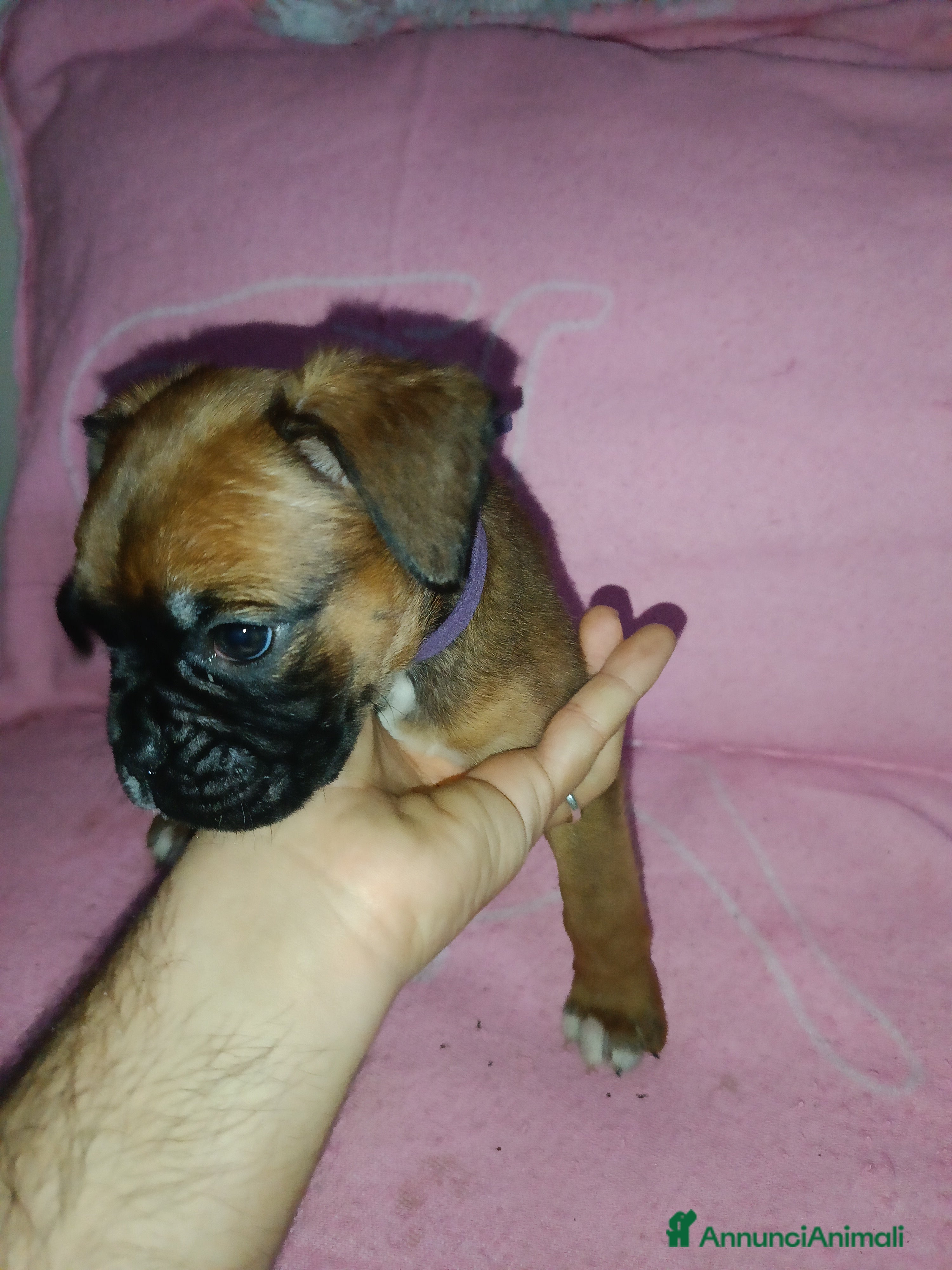 Boxer cani Cuccioli di boxer - Annuncio 1