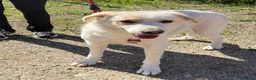 Meticcio cani in regalo: Esterina a Provincia di Bergamo - Annuncio 1