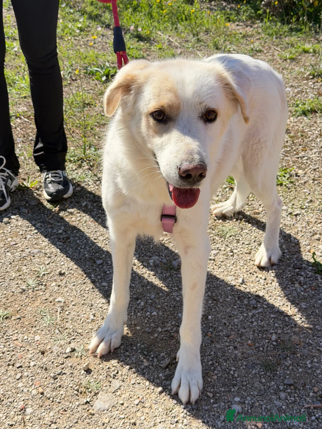 Meticcio cani in regalo: Esterina a Provincia di Bergamo - Annuncio 1