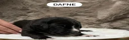Cane Corso cani in vendita: Cuccioli di Cane Corso  - Annuncio 8