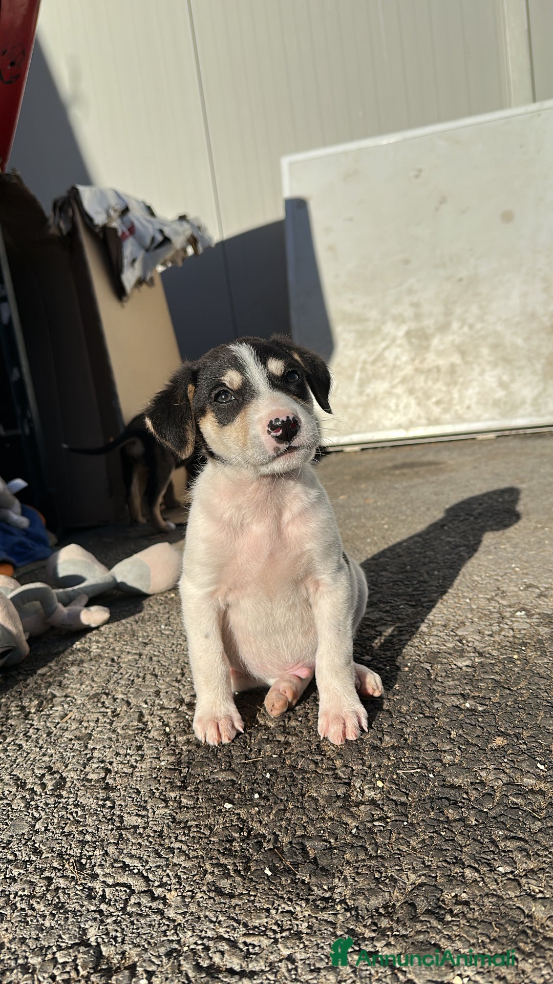 Meticcio cani in regalo: Eros cerca casa - Annuncio 5