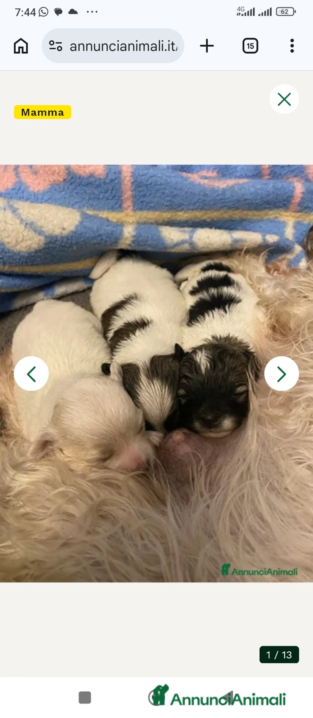 Maltipoo cani in vendita: Maltipoo  - Annuncio 3