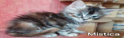 Maine Coon gatti in vendita: Cuccioli Maine Coon di tanti colori a Provincia di Alessandria - Annuncio 9