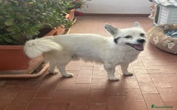 Volpino Italiano cani in regalo: ZUCCHERO incrocio volpino-bassotto cerca adozione a Provincia di Latina - Immagine 1