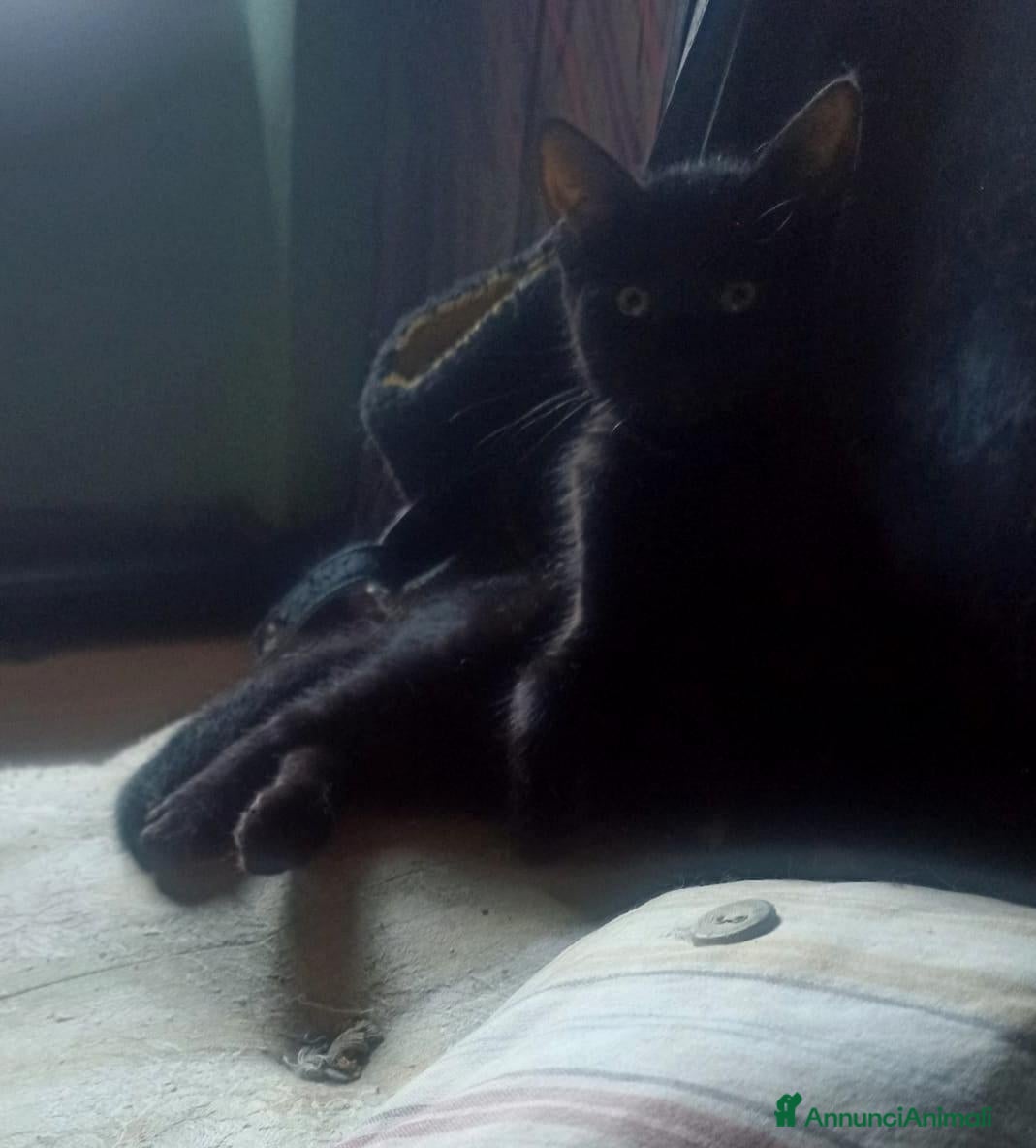 Meticcio gatti Regalo gattini  - Annuncio 12