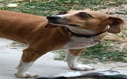 Meticcio cani in regalo: Cagnolina incrocio Beagle  a Provincia di Pavia - Immagine 6