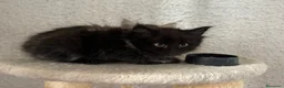 Siberiano gatti in vendita: Gattini siberiani ipoallergenici  - Annuncio 4
