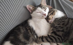 Europeo gatti in regalo: L'ULTIMO CUCCIOLO,TIMIDONE, CERCA CASINA - Immagine 4