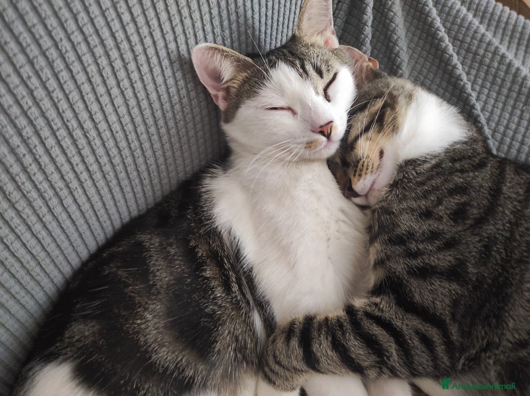 Europeo gatti in regalo: L'ULTIMO CUCCIOLO,TIMIDONE, CERCA CASINA - Immagine 4