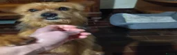 Meticcio cani in regalo: CAGNOLINA MIX YORKSHIRE - Annuncio 3