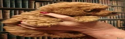 Barbone cani in vendita: barboncina - Annuncio 10