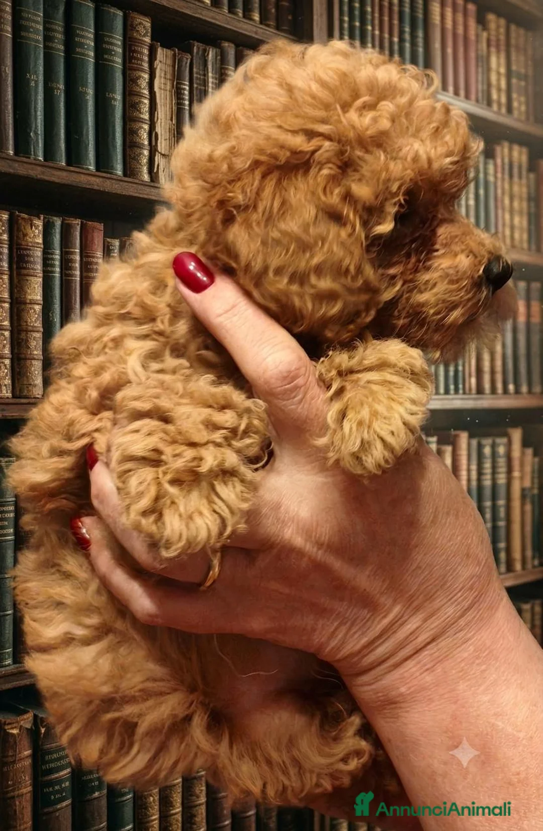 Barbone cani in vendita: barboncina - Annuncio 10