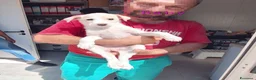 Meticcio cani in regalo: Baby dolcissima cucciola in adozione  - Annuncio 3