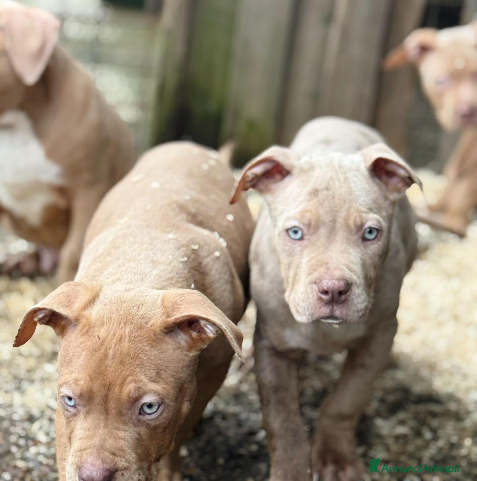 American Bully cani American bully xxl - Annuncio 6