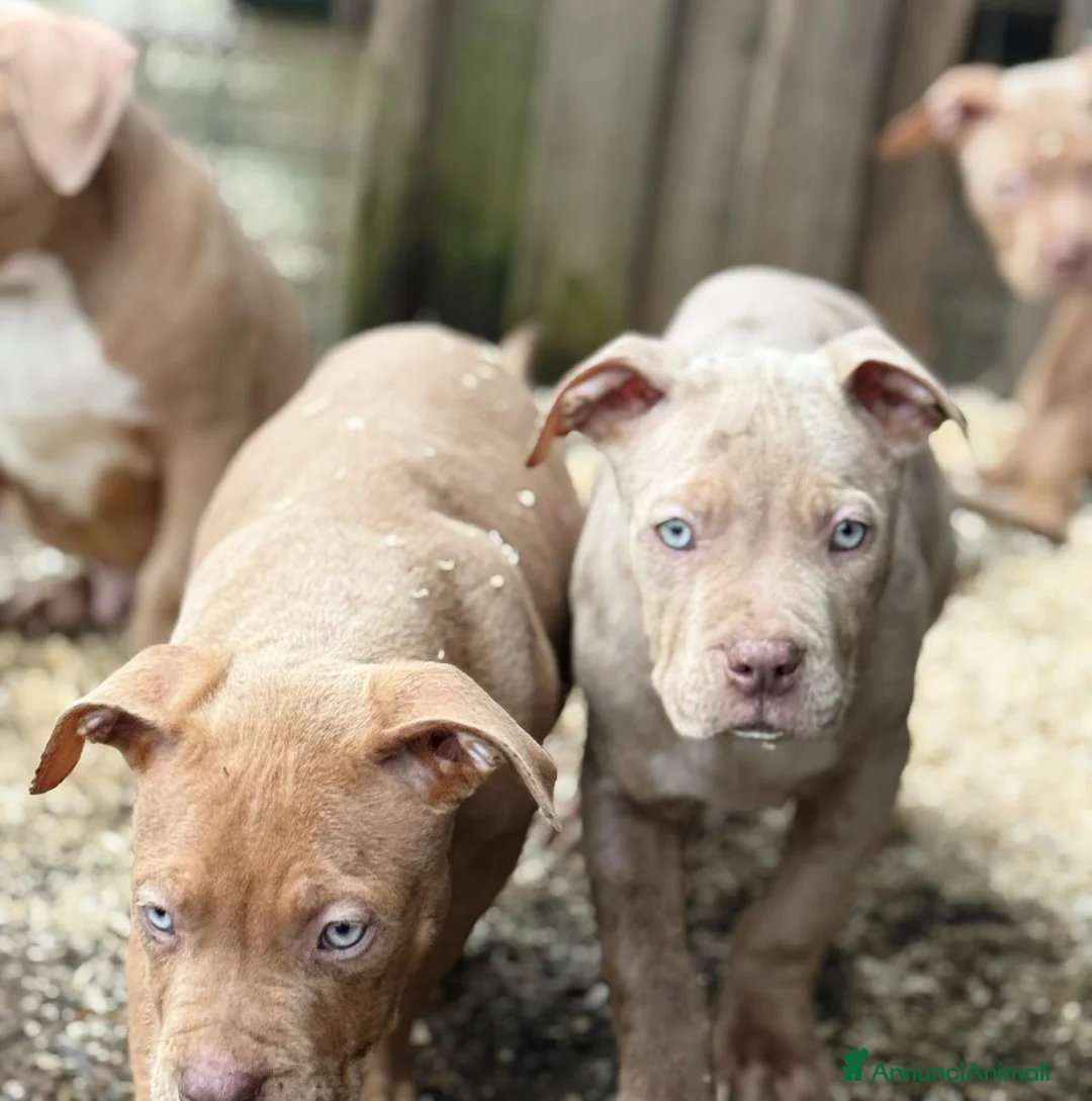 American Bully cani in vendita: American bully xxl - Annuncio 1