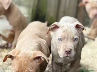 American Bully cani American bully xxl - Annuncio 6