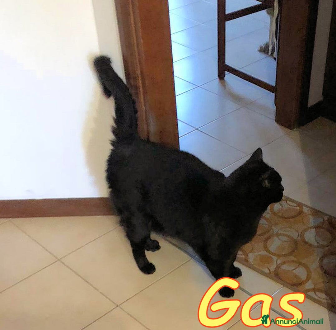 Europeo gatti in regalo: ROMA: GAS E' RIMASTO ORFANO    - Annuncio 7