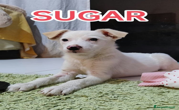 Meticcio cani - Annuncio 1