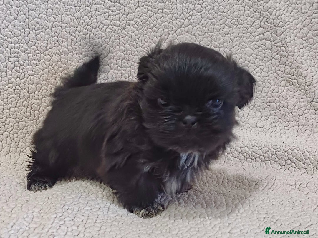Shih Tzu cani in vendita: Cucciolo shih-tzu shitzu shihtzu  - Annuncio 7