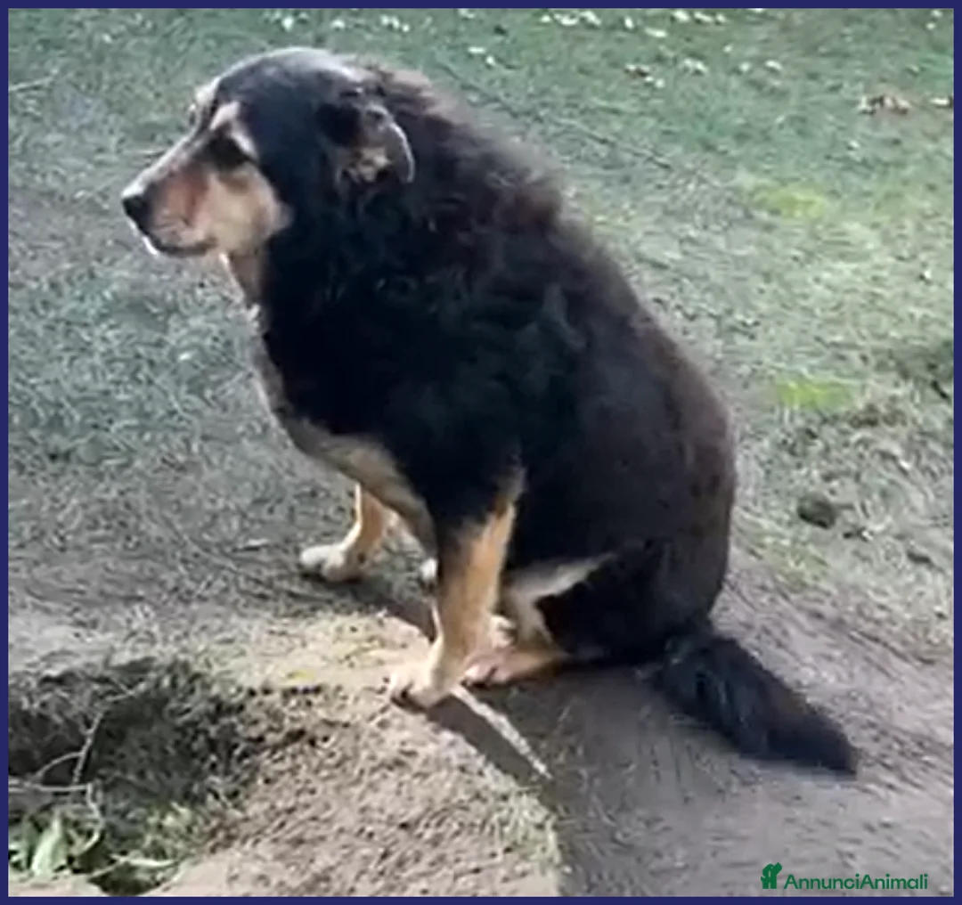 Meticcio cani in regalo: ADOZ D'AMORE X PONCHO 8 ANNI E MEZZO DA SEMPRE IN  a Roma - Annuncio 12