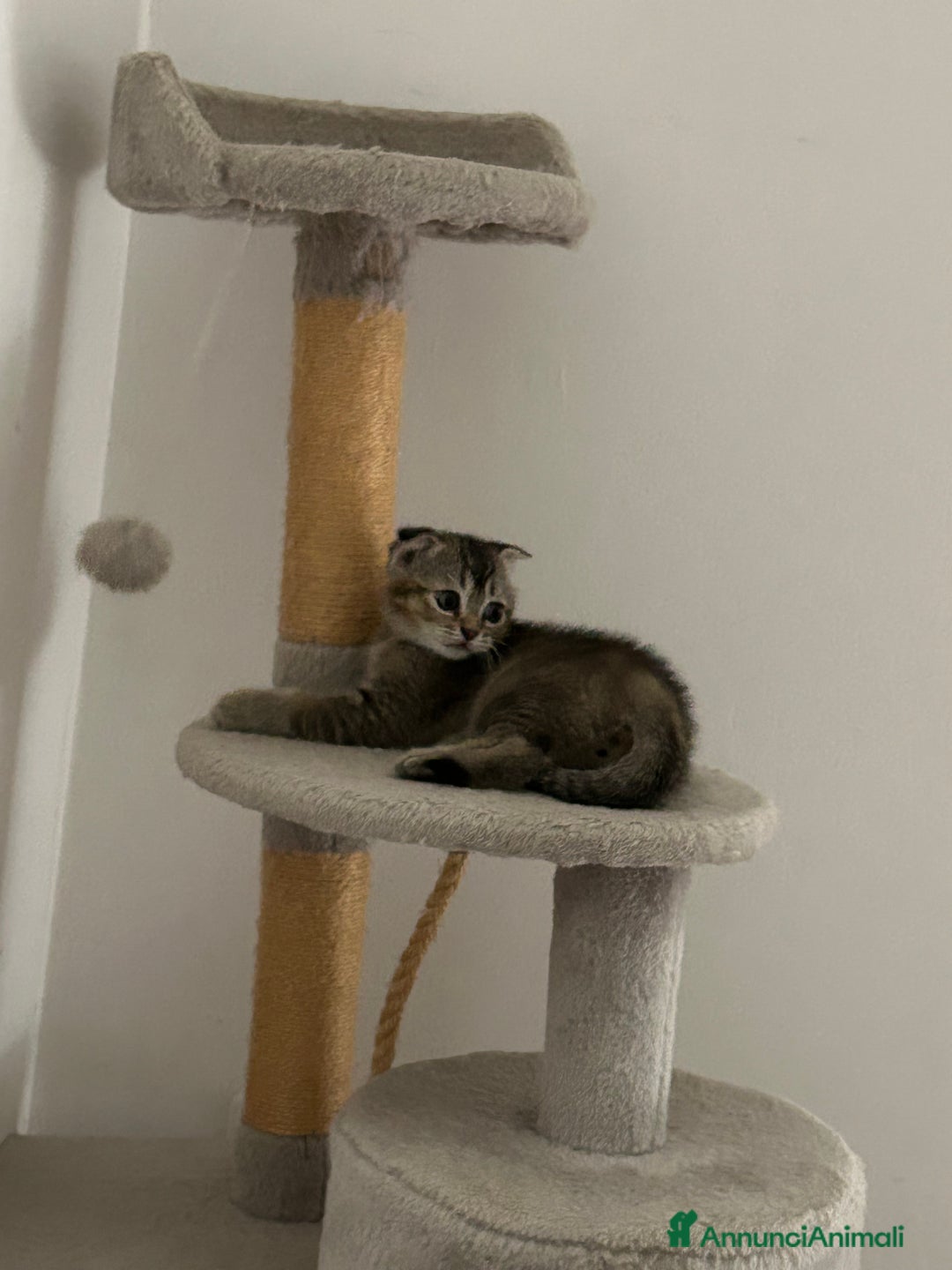 Scottish gatti in vendita: Scottish fold/straight a Provincia di Treviso - Immagine 6