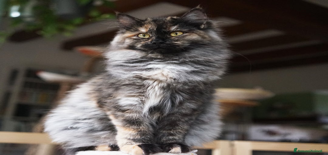 Immagine della galleria {{count}}