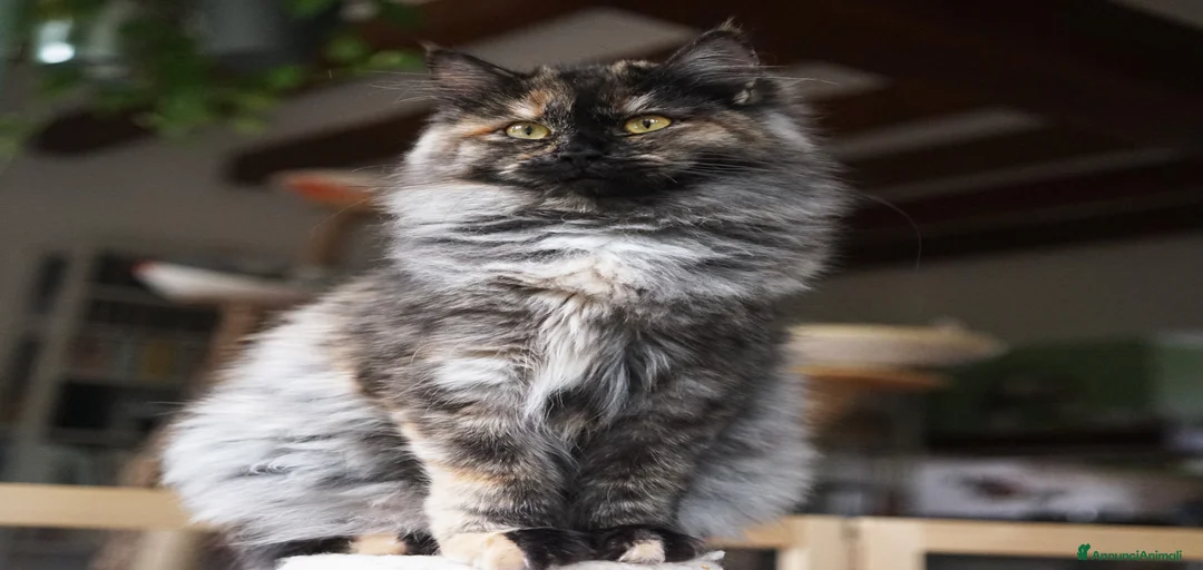 Immagine della galleria {{count}}