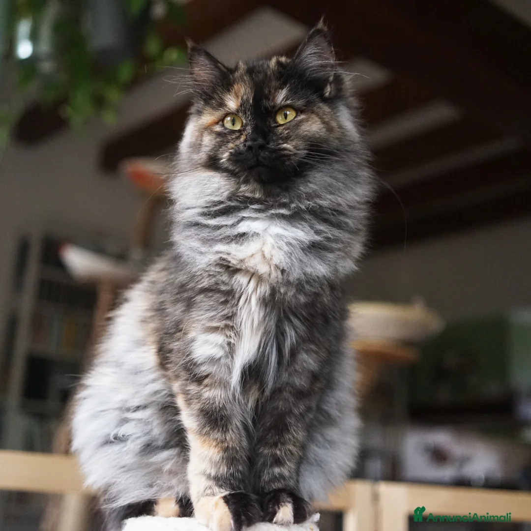 Immagine della galleria {{count}}