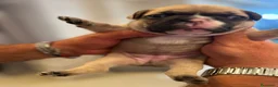 Bulldog Francese cani in vendita: Cuccioli bulldog francese  - Annuncio 9