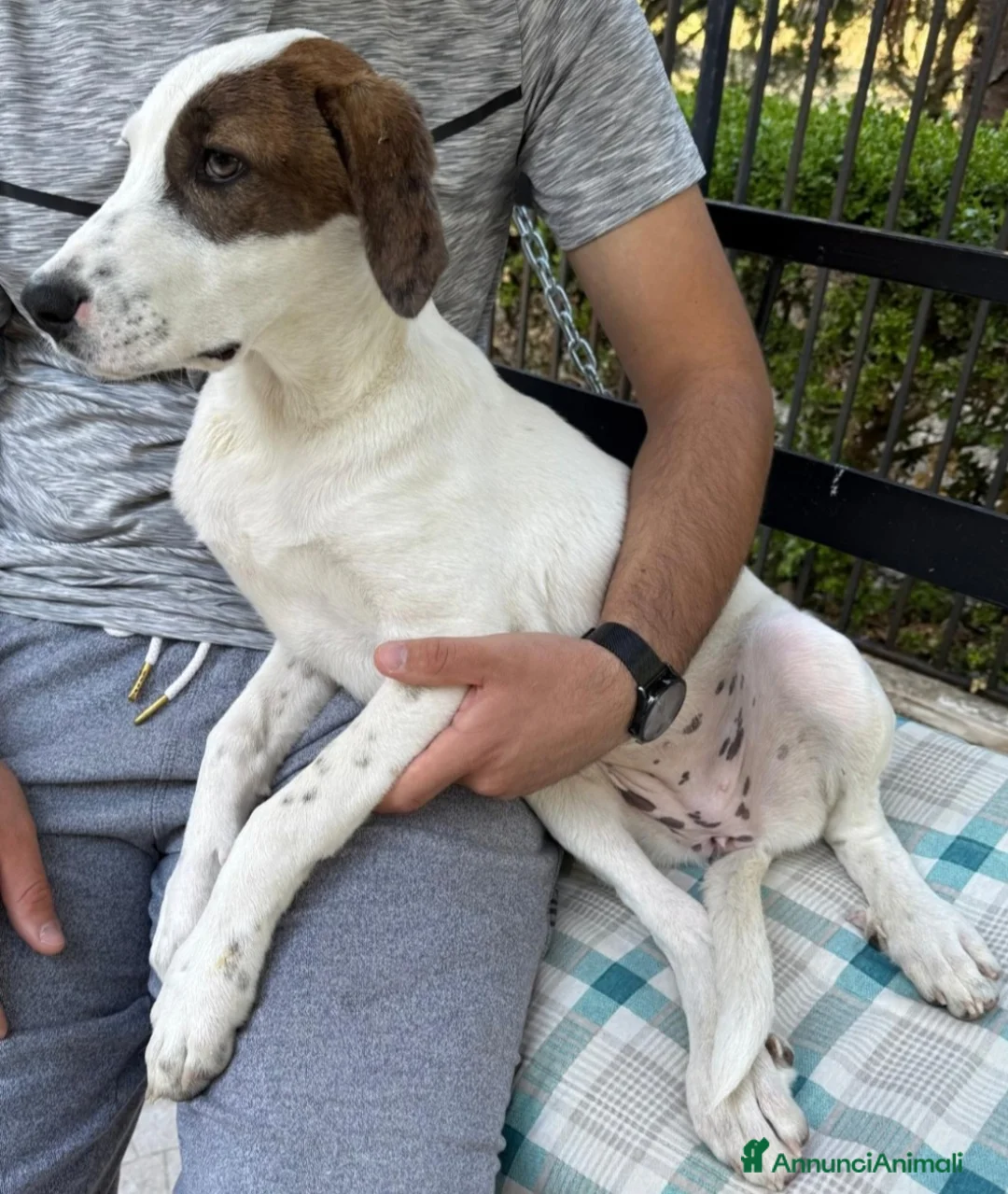 Meticcio cani in regalo: Mary 9/10mesi,il fratello adottatoSOS CASA SICILIA - Annuncio 2