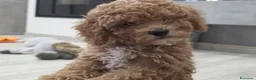 Barboncino cani in vendita: Barboncino nani red - Annuncio 6