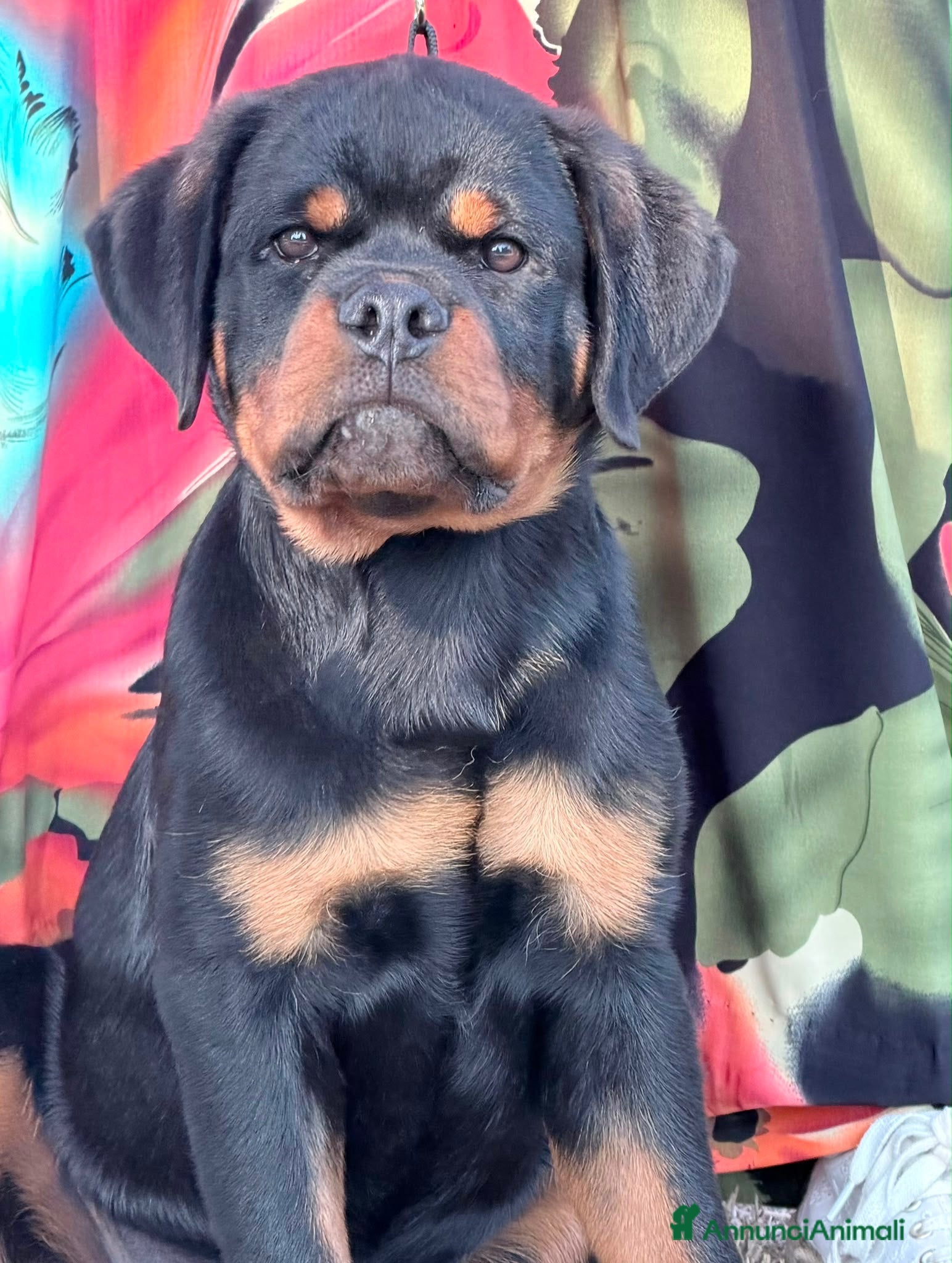 Rottweiler cani rottweiler cuccioli pedigree pagamenti rateali  - Annuncio 1