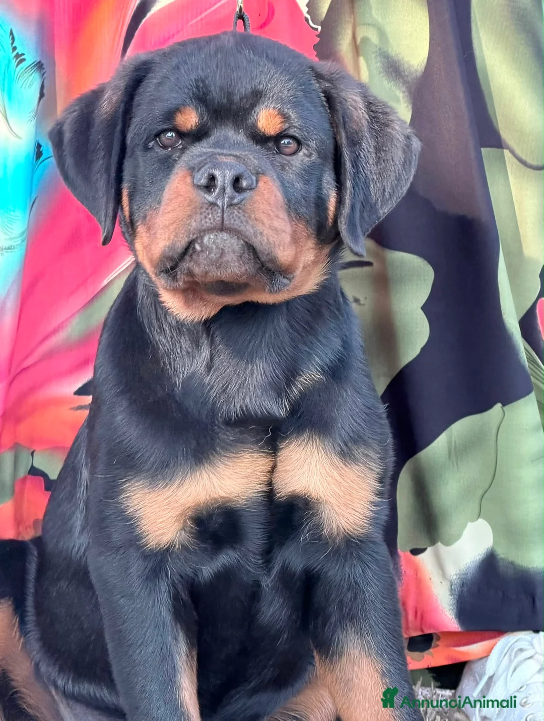 Rottweiler cani in vendita: rottweiler cuccioli pedigree pagamenti rateali  - Annuncio 1