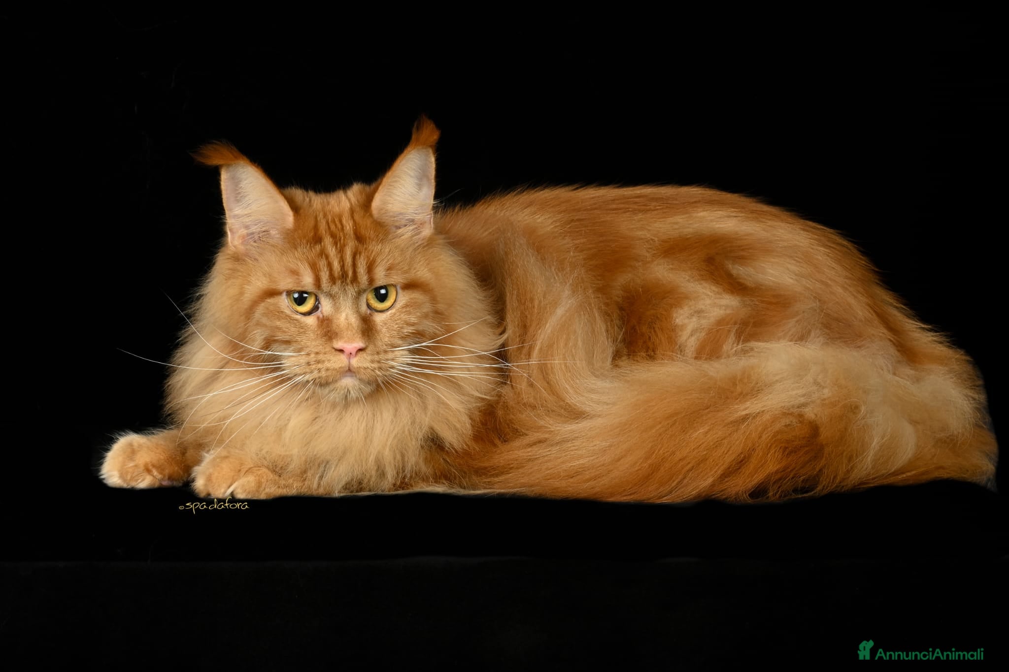 Maine Coon gatti Mainecoon pedigree ANFI  - Annuncio 32