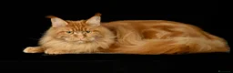 Maine Coon gatti in vendita: Mainecoon pedigree ANFI  - Annuncio 1