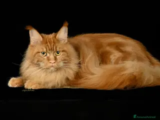 Maine Coon gatti Mainecoon pedigree ANFI - Annuncio 32