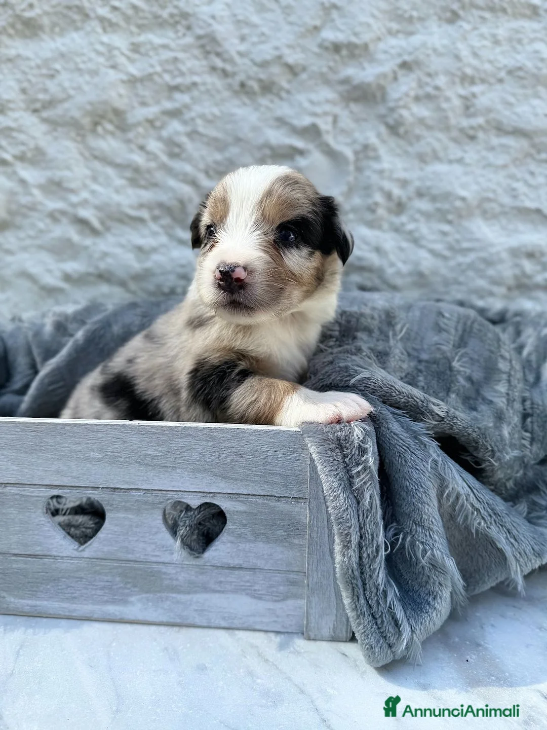 Australian Shepherd cani in vendita: Cuccioli Australian Shepherd / Pastore Australiano - Annuncio 1